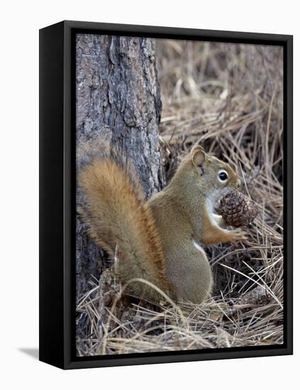 American Red Squirrel (Red Squirrel) (Spruce Squirrel) (Tamiasciurus Hudsonicus) with a Pine Cone-James Hager-Framed Stretched Canvas