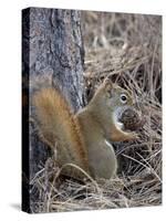 American Red Squirrel (Red Squirrel) (Spruce Squirrel) (Tamiasciurus Hudsonicus) with a Pine Cone-James Hager-Stretched Canvas