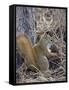 American Red Squirrel (Red Squirrel) (Spruce Squirrel) (Tamiasciurus Hudsonicus) with a Pine Cone-James Hager-Framed Stretched Canvas