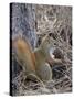 American Red Squirrel (Red Squirrel) (Spruce Squirrel) (Tamiasciurus Hudsonicus) with a Pine Cone-James Hager-Stretched Canvas