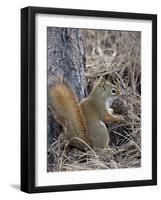 American Red Squirrel (Red Squirrel) (Spruce Squirrel) (Tamiasciurus Hudsonicus) with a Pine Cone-James Hager-Framed Photographic Print