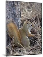 American Red Squirrel (Red Squirrel) (Spruce Squirrel) (Tamiasciurus Hudsonicus) with a Pine Cone-James Hager-Mounted Photographic Print