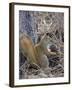 American Red Squirrel (Red Squirrel) (Spruce Squirrel) (Tamiasciurus Hudsonicus) with a Pine Cone-James Hager-Framed Photographic Print