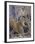 American Red Squirrel (Red Squirrel) (Spruce Squirrel) (Tamiasciurus Hudsonicus) with a Pine Cone-James Hager-Framed Photographic Print