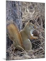 American Red Squirrel (Red Squirrel) (Spruce Squirrel) (Tamiasciurus Hudsonicus) with a Pine Cone-James Hager-Mounted Photographic Print