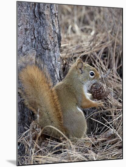 American Red Squirrel (Red Squirrel) (Spruce Squirrel) (Tamiasciurus Hudsonicus) with a Pine Cone-James Hager-Mounted Photographic Print