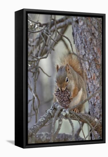 American Red Squirrel (Red Squirrel) (Spruce Squirrel) (Tamiasciurus Hudsonicus) with a Pine Cone-James Hager-Framed Stretched Canvas