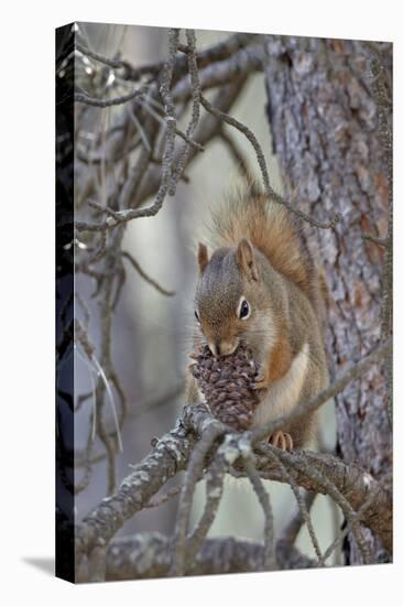 American Red Squirrel (Red Squirrel) (Spruce Squirrel) (Tamiasciurus Hudsonicus) with a Pine Cone-James Hager-Stretched Canvas