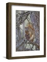 American Red Squirrel (Red Squirrel) (Spruce Squirrel) (Tamiasciurus Hudsonicus) with a Pine Cone-James Hager-Framed Photographic Print