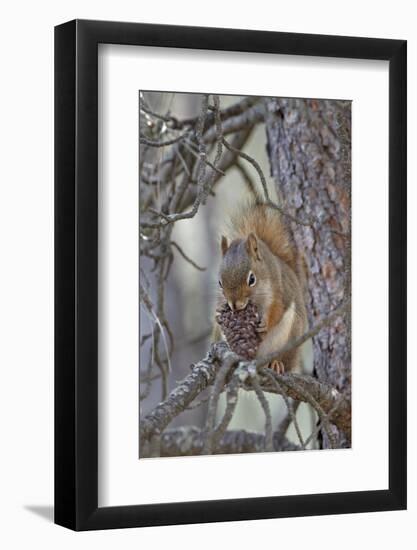 American Red Squirrel (Red Squirrel) (Spruce Squirrel) (Tamiasciurus Hudsonicus) with a Pine Cone-James Hager-Framed Photographic Print