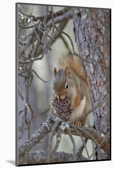 American Red Squirrel (Red Squirrel) (Spruce Squirrel) (Tamiasciurus Hudsonicus) with a Pine Cone-James Hager-Mounted Photographic Print