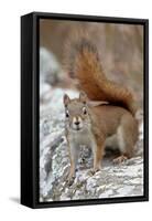 American Red Squirrel (Red Squirrel) (Spruce Squirrel) (Tamiasciurus Hudsonicus)-James Hager-Framed Stretched Canvas