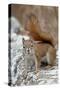 American Red Squirrel (Red Squirrel) (Spruce Squirrel) (Tamiasciurus Hudsonicus)-James Hager-Stretched Canvas