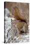 American Red Squirrel (Red Squirrel) (Spruce Squirrel) (Tamiasciurus Hudsonicus)-James Hager-Stretched Canvas