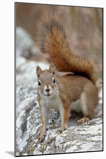 American Red Squirrel (Red Squirrel) (Spruce Squirrel) (Tamiasciurus Hudsonicus)-James Hager-Mounted Photographic Print