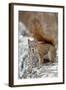 American Red Squirrel (Red Squirrel) (Spruce Squirrel) (Tamiasciurus Hudsonicus)-James Hager-Framed Photographic Print