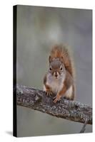 American Red Squirrel (Red Squirrel) (Spruce Squirrel) (Tamiasciurus Hudsonicus)-James Hager-Stretched Canvas