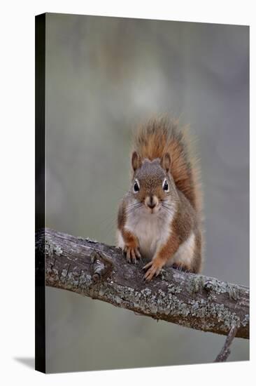 American Red Squirrel (Red Squirrel) (Spruce Squirrel) (Tamiasciurus Hudsonicus)-James Hager-Stretched Canvas