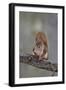 American Red Squirrel (Red Squirrel) (Spruce Squirrel) (Tamiasciurus Hudsonicus)-James Hager-Framed Photographic Print