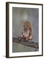 American Red Squirrel (Red Squirrel) (Spruce Squirrel) (Tamiasciurus Hudsonicus)-James Hager-Framed Photographic Print