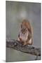 American Red Squirrel (Red Squirrel) (Spruce Squirrel) (Tamiasciurus Hudsonicus)-James Hager-Mounted Photographic Print