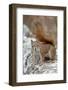 American Red Squirrel (Red Squirrel) (Spruce Squirrel) (Tamiasciurus Hudsonicus)-James Hager-Framed Photographic Print