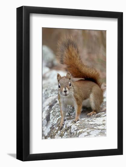 American Red Squirrel (Red Squirrel) (Spruce Squirrel) (Tamiasciurus Hudsonicus)-James Hager-Framed Photographic Print