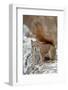 American Red Squirrel (Red Squirrel) (Spruce Squirrel) (Tamiasciurus Hudsonicus)-James Hager-Framed Photographic Print