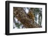 American red squirrel (Tamiasciurus hudsonicus) on tree, Tolsona-Jan Miracky-Framed Photographic Print