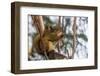 American red squirrel (Tamiasciurus hudsonicus) on tree, Tolsona-Jan Miracky-Framed Photographic Print