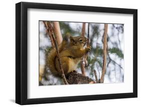 American red squirrel (Tamiasciurus hudsonicus) on tree, Tolsona-Jan Miracky-Framed Photographic Print