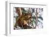 American red squirrel (Tamiasciurus hudsonicus) on tree, Tolsona-Jan Miracky-Framed Photographic Print