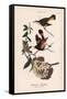 American Redstart, Vintage Bird, Plate 43-Piddix-Framed Stretched Canvas