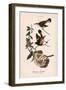 American Redstart, Vintage Bird, Plate 43-Piddix-Framed Art Print