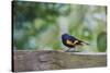 American Redstart-Gary Carter-Stretched Canvas