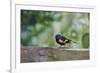 American Redstart-Gary Carter-Framed Photographic Print