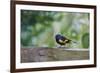 American Redstart-Gary Carter-Framed Photographic Print