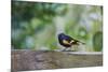 American Redstart-Gary Carter-Mounted Photographic Print