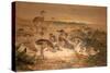 American Rheas (Rhea Americana), C.1851-76-Joseph Wolf-Stretched Canvas