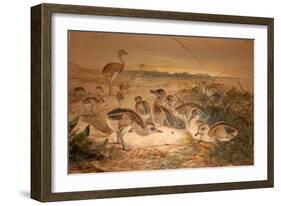 American Rheas (Rhea Americana), C.1851-76-Joseph Wolf-Framed Giclee Print