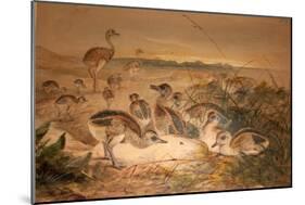 American Rheas (Rhea Americana), C.1851-76-Joseph Wolf-Mounted Giclee Print