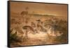American Rheas (Rhea Americana), C.1851-76-Joseph Wolf-Framed Stretched Canvas