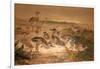 American Rheas (Rhea Americana), C.1851-76-Joseph Wolf-Framed Giclee Print