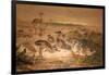 American Rheas (Rhea Americana), C.1851-76-Joseph Wolf-Framed Giclee Print