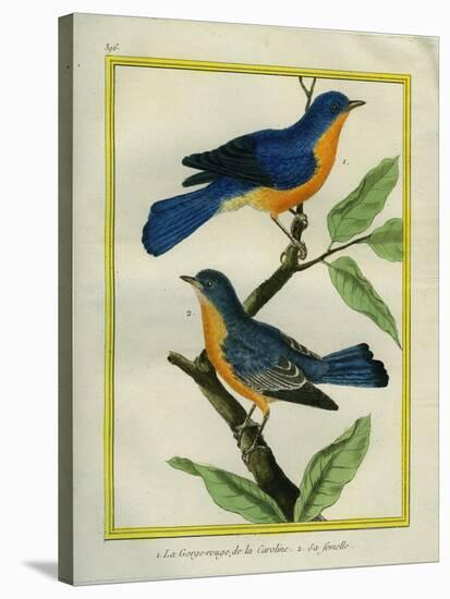 American Robin and the Female-Georges-Louis Buffon-Stretched Canvas