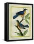 American Robin and the Female-Georges-Louis Buffon-Framed Stretched Canvas