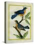 American Robin and the Female-Georges-Louis Buffon-Stretched Canvas