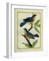 American Robin and the Female-Georges-Louis Buffon-Framed Giclee Print