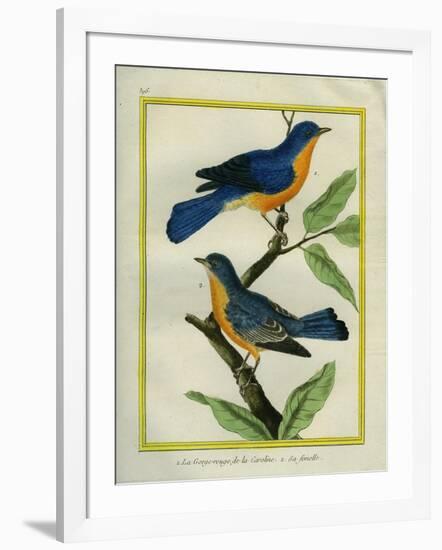 American Robin and the Female-Georges-Louis Buffon-Framed Giclee Print