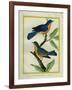 American Robin and the Female-Georges-Louis Buffon-Framed Giclee Print